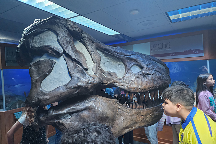 A boy looks at a dinosaur head